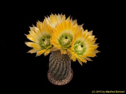 Echinocereus ctenoides f. Melchior Mizquiz 705